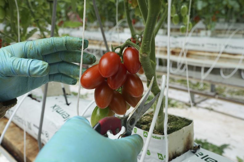 Un trabajador poda plantas de tomate en un invernadero de la empresa Veggie Prime, que exporta a Estados Unidos, en Ajuchitlán, México, el miércoles 23 de julio de 2025. (AP Foto/Marco Ugarte)