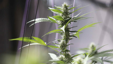 salud reafirma su posicion de limitar la venta de la flor del cannabis