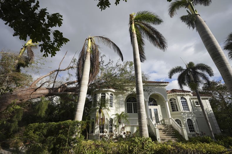 Un árbol derribado por el huracán Milton, reposa sobre una vivienda en Siesta Key, Florida, el 10 de octubre de 2024. (AP Foto/Rebecca Blackwell)