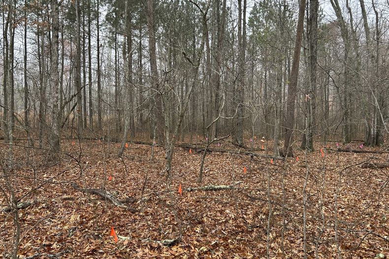 En esta foto, proporcionada por Jeff Bennett, varias banderas señalan las tumbas sin marcar de campesinos negros, el 10 de diciembre de 2024, en la antigua plantación de Oak Hill, en las afueras de Danville, Virginia. (Jeff Bennett vía AP)