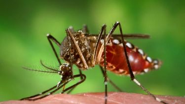 alertan por un brote de fiebre amarilla en venezuela