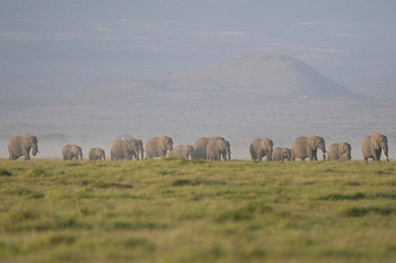 Una manada de elefantes en el Parque Nacional Amboseli, el 12 de febrero de 2026, en Kajiado, Kenia. (AP Foto/Brian Inganga, Archivo)