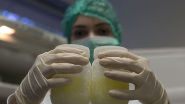 Producción de leche en Cuba, va de mal en peor