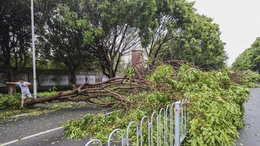 Un hombre pasa por encima de un árbol caído luego de que el tifón Doksuri golpeó la ciudad de Jinjiang, en la provincia china de Fujian, el 28 de julio de 2023. (Chinatopix vía AP)