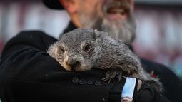 El cuidador del Club de la Marmota, A.J. Dereume, sostiene a Punxsutawney Phil, la marmota que pronostica el clima, en el 140º Día de la Marmota, en Gobblers Knob, Pensilvania, el lunes 2 de febrero de 2026. Los cuidadores de Phil dijeron que la marmota pronosticó seis semanas más de invierno. (Foto AP/Barry Reeger) El cuidador del Club de la Marmota, A.J. Dereume, sostiene a Punxsutawney Phil, la marmota que pronostica el clima, en el 140º Día de la Marmota, en Gobblers Knob, Pensilvania, el lunes 2 de febrero de 2026. Los cuidadores de Phil dijeron que la marmota pronosticó seis semanas más de invierno. (Foto AP/Barry Reeger)
