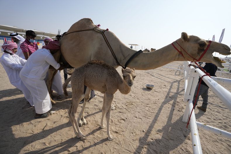 DEP-FUT MUNDIAL CONCURSO DE CAMELLOS