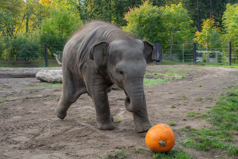 Esta foto proporcionada por el Zoo de Oregon muestra a la elefanta Tula-Tu jugando con una calabaza en el zoológico en Portland, Oregon, el jueves 16 de octubre de 2025. (Kathy Street/Oregon Zoo vía AP)