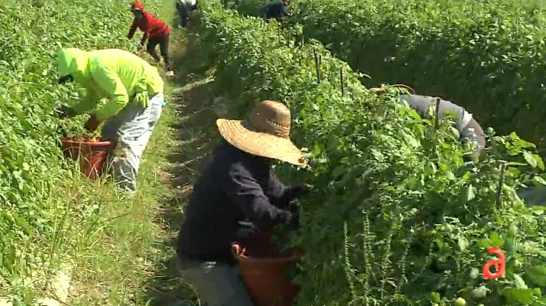 Foto De Valentina Desangrada En El Suelo Miami: Inusual ola de frío en Florida afecta a cultivos e iguanas