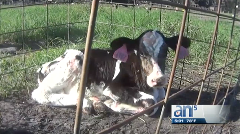 Screen Shot 2017-11-16 at 6.31.36 PM.png