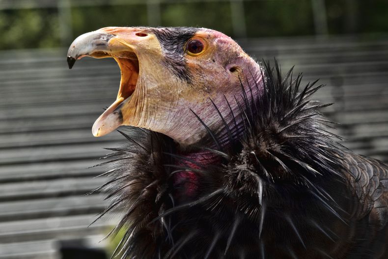 Un cóndor de California de nombre Hope, embajador de la especie, el martes 2 de mayo de 2023, en el Zoológico de Los Ángeles. (AP Foto/Richard Vogel)