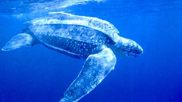 viento en popa la temporada de tinglares