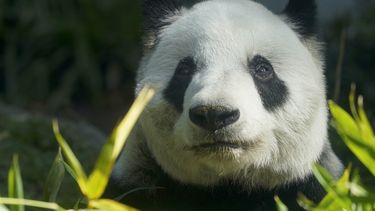 Dilema en México: o paga o asume el final de sus osos pandas