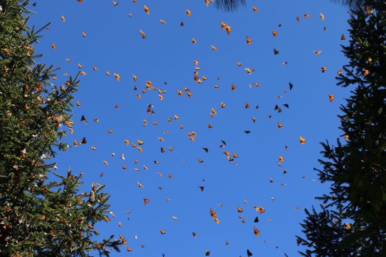 REP-GEN_TURISMO-MARIPOSAS_MONARCAS-0.jpg