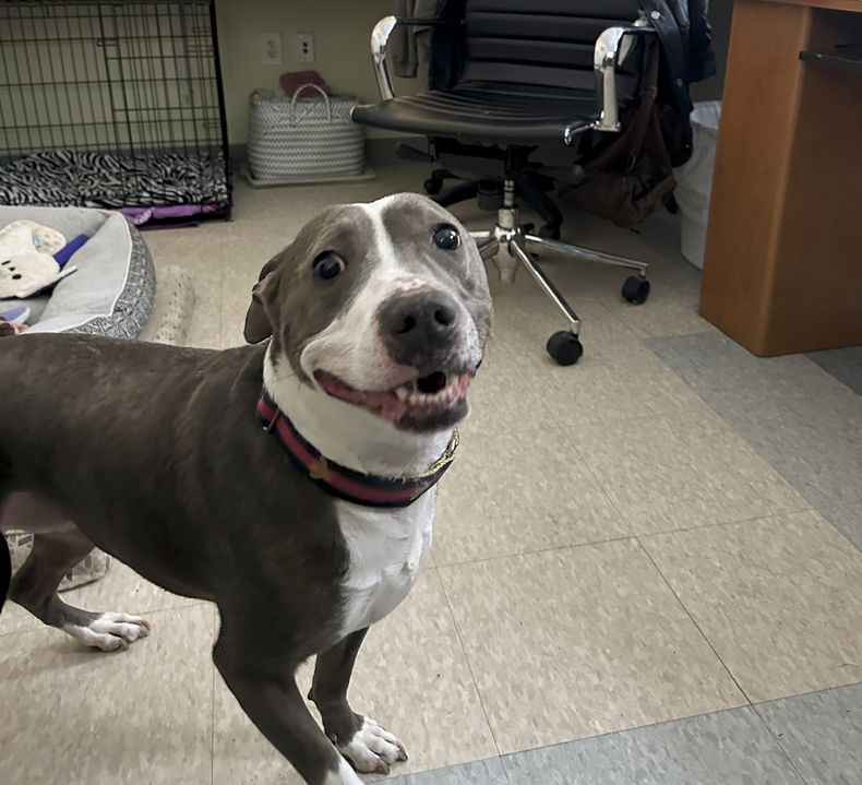 Kaine, un perro que aguarda ser adoptado, juega en la oficina donde lo han alojado porque las perreras de la Mohawk Hudson Humane Society están atestadas, 30 de noviembre de 2023 en Menands, Nueva York. Los refugios para animales en todo el país están atestados porque los dueños de las mascotas ya no pueden mantenerlas. (AP Photo/Michael Hill)