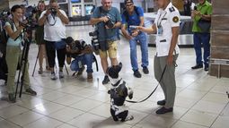 Una agente de aduanas le muestra a la prensa cómo trabaja con un perro antes de que registre a pasajeros en busca de drogas, el miércoles 2 de julio de 2025, en el Aeropuerto Internacional José Martí, en La Habana. (AP Foto/Ramón Espinosa)