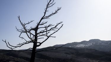 Un árbol quemado se ve en el poblado de Asklipio, en la isla griega de Rodas, en el sureste de Grecia, el miércoles 26 de julio de 2023. Grecia sufre su tercera ola de calor seguida y ha ordenado más evacuaciones por los incendios que llevan días ardiendo sin control. (AP Foto/Petros Giannakouris)