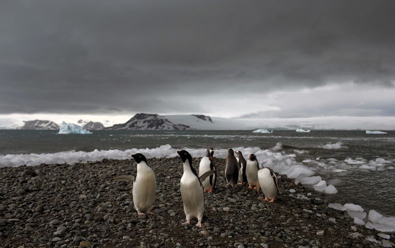 ARCHIVO - Pingüinos caminan por la orilla en Bahía Almirantazgo, en la Antártida, el 27 de enero de 2015. (AP Foto/Natacha Pisarenko, archivo)