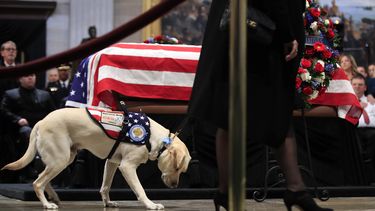 Sully, el perro de servicio de Bush, visita su féretro