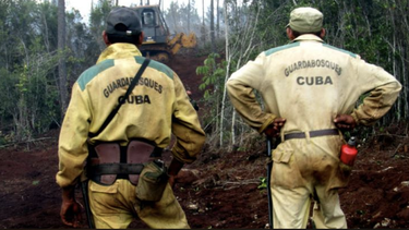 el incendio de mayari cumple una semana y lleva mas de 1.300 hectareas danadas