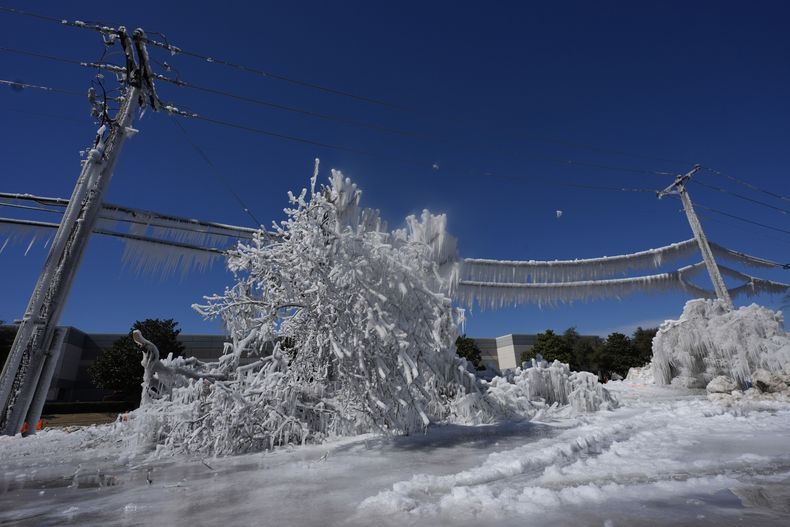 Hielo provocado por una fuga de agua y temperaturas heladas cubre vegetación y postes eléctricos el jueves 20 de febrero de 2025, en Carrolton, Texas. (AP Foto/LM Otero)