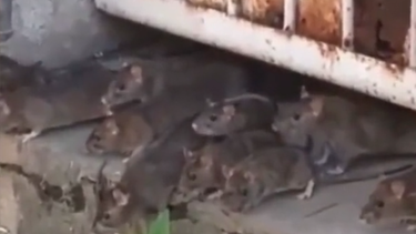 imagenes impactantes: plaga de ratas invade un barrio en la habana