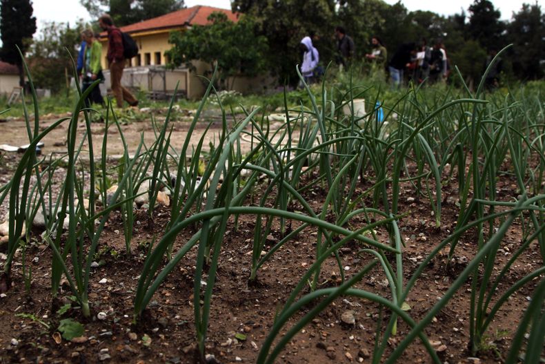 Verduras crecen en un huerto en la base militarabandonada de Karatasiou, en la norte&ntilde;a ciudad griega de tesal&oacute;nica, el domingo, 27 de abril del 2014. Los huertos urbanos _ usados para cultivar verduras y usar lotes vacantes en medio de una f