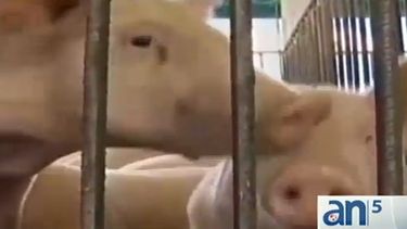 americateve | Los cubanos pudieran enfrentar otras duras navidades ante los altos precios de la carne de cerdo en la isla.