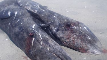 americateve | Foto difundida el mi&eacute;rcoles 8 de enero de 2014 por la Comisi&oacute;n Nacional de &Aacute;reas Naturales Protegidas de M&eacute;xico que muestra a dos ballenas siamesas que yacen muertas en una playa de la laguna Ojo de Liebre cerca del poblado de
