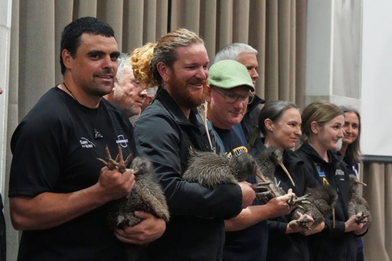 Empleaos de grupos de conservación sostienes pájaros kiwi durante un evento en el Parlamento, el martes 28 de abril de 2025, en Wellington, Nueva Zelanda (AP Foto/Charlotte Graham-McLay)