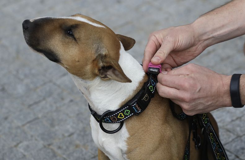 EUR-TEC_MASCOTAS-MONITOR_FISICO-0.jpg
