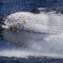 Ballenas jorobadas cantan menos con aumento de su población