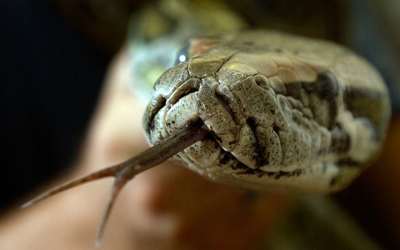 Miami y todo el sur de la Florida se ha visto afectado por la invasión de las serpientes pitón
