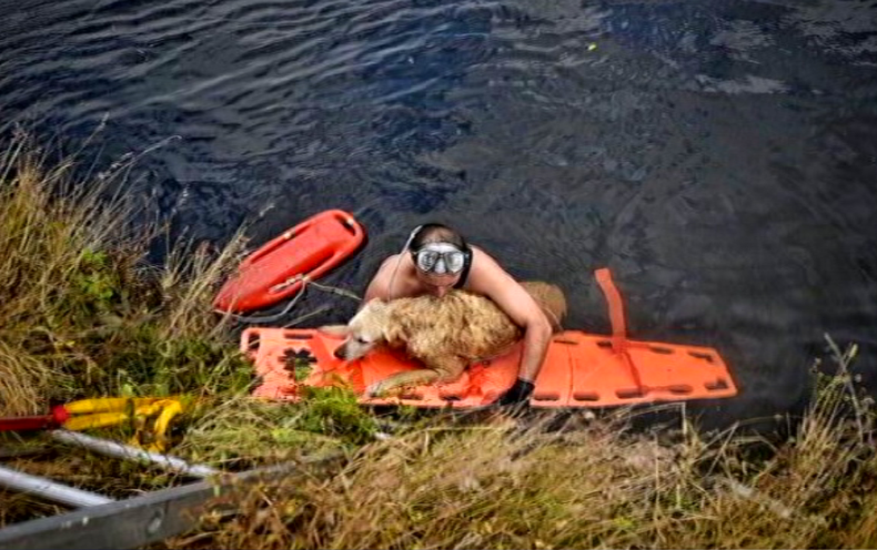 rescatan perrita.png