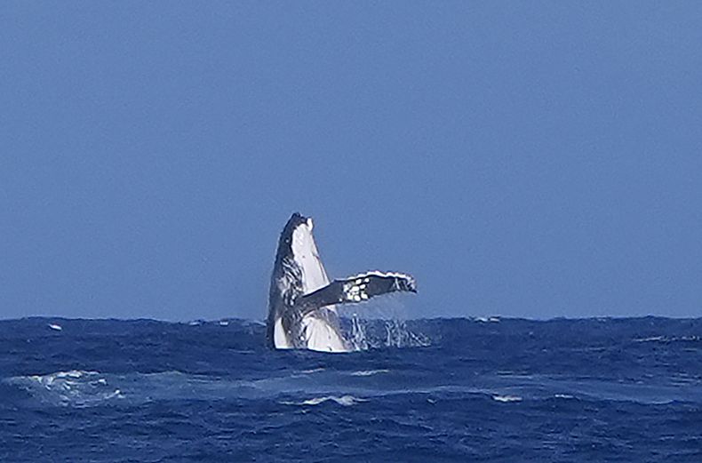 Una ballena sale del agua durante las semifinales de la competencia de surf de los Juegos Olímpicos de París entre la costarricense Brisa Hennessy y la brasileña Tatianna Weston-Webb, el lunes 5 de agosto de 2024, en Teahupoo, Tahití. (AP Foto/Gregory Bull)