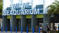 Visitantes salen del Miami Seaquarium, el 7 de marzo de 2024, en Key Biscayne, Florida. (AP Foto/Marta Lavandier, Archivo)