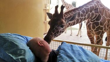 americateve | Una jirafa del zool&oacute;gico de Blijdorp, en Rotterdam, Holanda, despide con un leng&uuml;etazo a Mario Eijs, quien tiene un tumor cerebral y como &uacute;ltimo deseo pidi&oacute; que lo llevaran a visitar a los animales que cuid&oacute; durante 25 a&n
