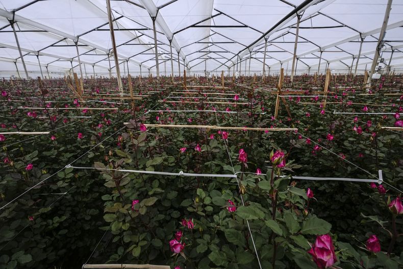Un invernadero que produce flores para exportación a Estados Unidos, ubicado en Chia, en las afueras de Bogotá, Colombia, el lunes 27 de enero de 2025. (AP Foto/Ivan Valencia)