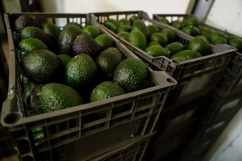 ARCHIVO - Cajas de aguacates esperan a ser procesadas en una planta empacadora en Uruapan, México, el 16 de febrero de 2022. (AP Foto/Armando Solís, Archivo)