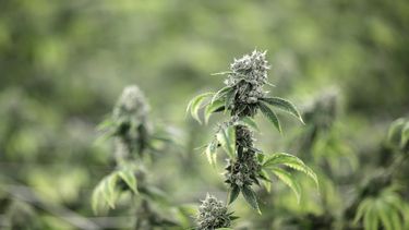 Fumabas marihuana y quieres ser soldado? Ejército lo permite