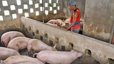 imponen control sobre salida de carne de cerdo de la isla de la juventud