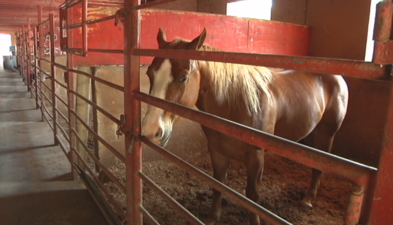 robaron caballos.png