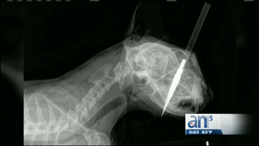 23 mil dolares de recompensa para el mata gatos de miami beach