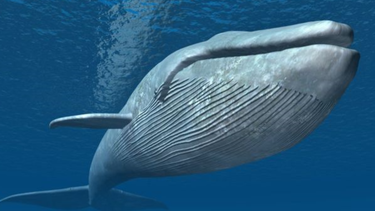 como la ballena azul llego a convertirse en el animal mas grande de la historia (y como la ayudo un mar vacio)
