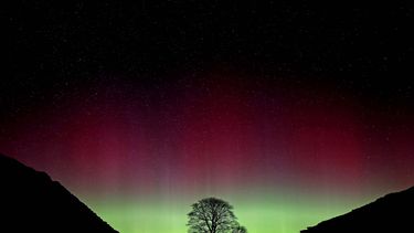 ARCHIVO - Una aurora boreal brilla sobre el árbol de Sycamore Gap, en el muro de Adriano en Northumberland, Inglaterra, el 3 de julio de 2016. (Owen Humphreys/PA vía AP, archivo)