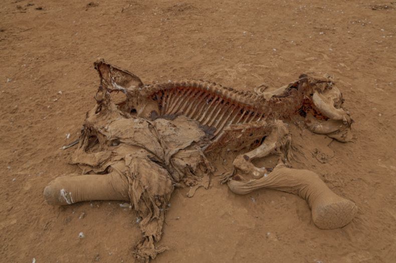 El cadáver de un elefante, que se sospecha murió por envenenamiento con pesticidas, yace en la aldea de Kitenden, en las afueras del Parque Nacional de Amboseli, el jueves 6 de agosto de 2026, en el condado de Kajiado, Kenia. (AP Foto/Andrew Kasuku)