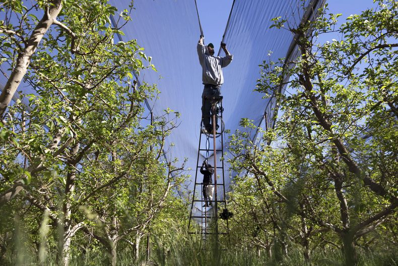 Fernando Pedro Cruz Vencinos trabaja en un huerto de manzanos en una comunidad menonita que está en el epicentro de un brote de sarampión, en Cuauhtémoc, México, el 1 de mayo de 2025. (AP Foto/Megan Janetsky)