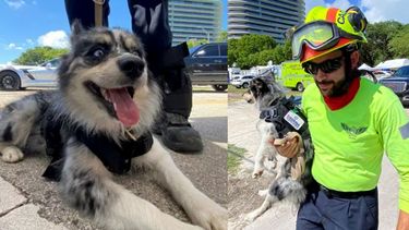 oreo la perrita pomsky que esta ayudando a los rescatistas del edificio de surfside