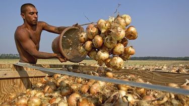 americateve | Autoridades cubanas reconocen ahora públicamente lo que ocurre desde hace años en la isla: que los cubanos no quieren trabajar y muchos menos para el estado.