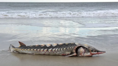 sorpresa en eeuu: el cadaver de un esturion atlantico prehistorico aparecio en una playa