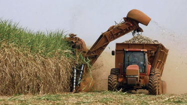 arranca la zafra azucarera en cuba con 13 centrales menos que en 2021